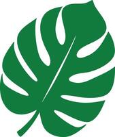 Isolated Green Monstera Leaf on White Background Design Element vector