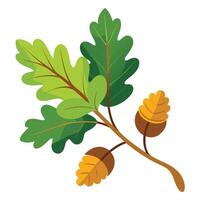 Oak Tree Branch with Green Leaves and Acorns Isolated on White Background, Autumn vector