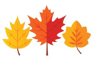 Three Colorful Autumn Leaves Graphic, Simple Flat Design on Transparent Background vector