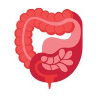 Isolated Pink Large Intestine Anatomy Design on a White Background Digestive Organ vector