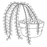 Line Art String of Pearls Plant vector
