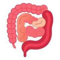 Bowel and Intestine Anatomy with Large and Small Organ Segments on White Background vector