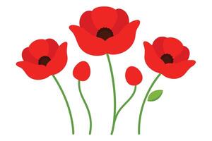 Stylized Red Poppy Flowers with Buds on Stems on White Background vector
