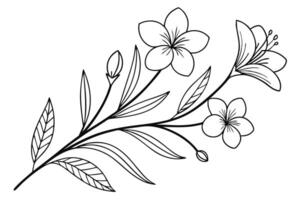 Delicate Line Art Floral Branch with Lily Flower and Buds on Transparent BG vector