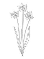 Bouquet of three snowdrop flowers with leaves. Bunch of blooming wild plants. Line art, minimal style, contour. Botanical hand drawn elements for design projects vector