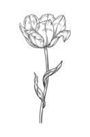 Tulip with leaves, sketch in black color, blooming flower. Beautiful spring decor, line art style. Drawing element for design vector
