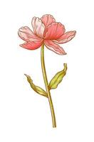 Tulip, red blooming flower isolated on a white background. Beautiful spring bloom for Easter, Mother Day or Canadian Tulip Festival. Drawing retro element for design vector