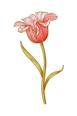Tulip, red blooming flower isolated on a white background. Beautiful spring bloom for Easter, Mother Day or Canadian Tulip Festival. Drawing vintage element