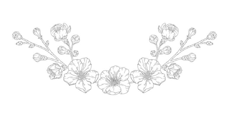 Beautiful vignette of apricot blossom branch in a graceful thin line. Japanese sakura flowers frame outline. Hand drawn sketch of cherry, plum, or peach blossom branch
