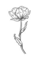 Tulip with leaves, graceful black thin line, blooming flower. Beautiful spring decor. Drawing element for design vector