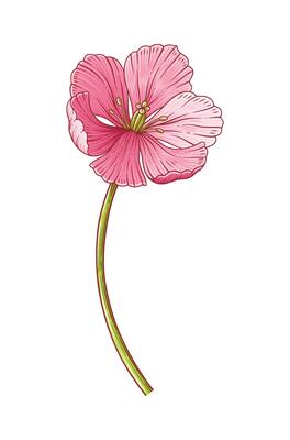 Tulip, pink elegance blooming flower isolated on white background. Beautiful spring bloom for Easter, Mother Day, Canadian Tulip Festival decor. Drawing vintage element for design