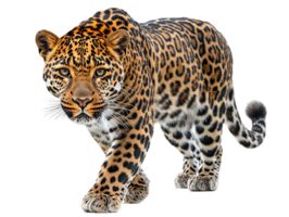 scary leopard in hunting mode isolated on transparent background png