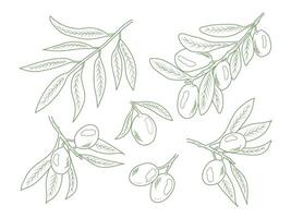 A set of illustrations by olives in the lineart style. Elegant botanical illustration line. Great for any design, menu, icon, logo, textiles, art, walls, packaging. vector
