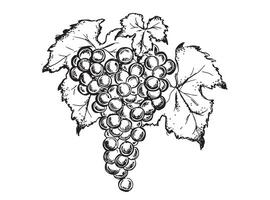 Grape hand drawn graphic illustration. vector