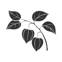 Physalis branch with lantern fruits, leaves. Botanical stylized silhouette, isolated on white background. vector