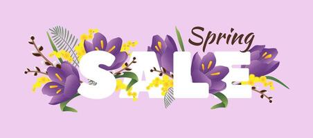 Hello spring. Sale banner with spring flowers crocus and mimosa on purple background. vector