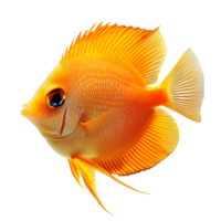 Tang fish isolated on transparent background png