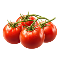 Tomatoes on branch isolated on transparent background png