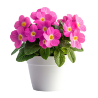 Vivid spring primula flowers in pot isolated on a transparent background png