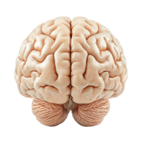 View of brain shape isolated on transparent background png
