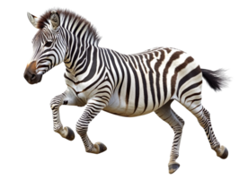 zebra jumping isolated on transparent background png