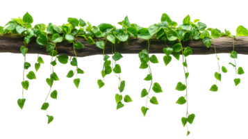 Lush green jungle vines on wooden branch isolated on transparent background png