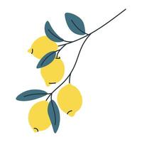 Simple illustration of four lemons on branch with leaves. Perfect for summer and food designs. vector