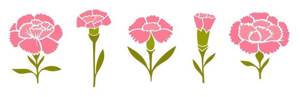 Collection of spring pink carnations illustration isolated on white background vector