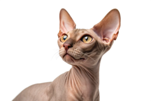 Close-up of Sphynx cat on isolated - generated by ai png