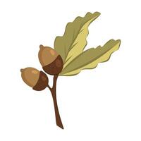 Small oak twig with two leaves and two acorns on a white background. Botanical illustration for design, textile, wallpaper, wrapping paper, and print. vector