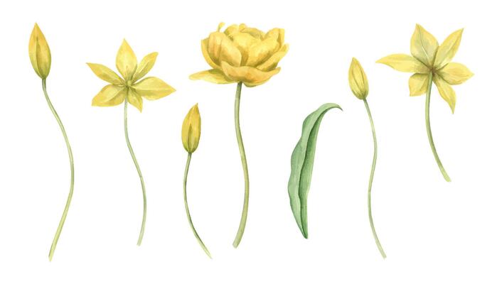 Yellow tulips with blooming flowers, buds on stem, and green leaf set watercolor illustration isolated background. Hand painted wild primrose clip art for spring greeting cards, wedding invitations.