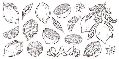 Lemon icon set in line art style. Hand drawn citrus fruit with peel and natural cut into different pieces and circle slice, branch of blossom and leaf. Isolated on a white background. vector