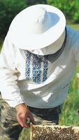 Beekeeper is working with bees and beehives on the apiary. Frames of a bee hive. Vertical video