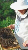 Beekeeper is working with bees on the apiary video