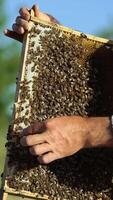 Hand of beekeeper is working with bees and beehives on the apiary. Vertical video