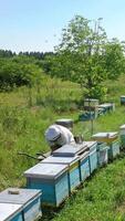 Man working in apiary. video