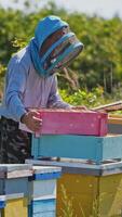 Beekeeper checking honeycomb frame with bees in his apiary video