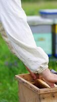 Hives in apiary with bees. video