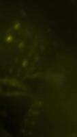 Vertical Yellow Abstract Glowing Bokeh Light Effect video