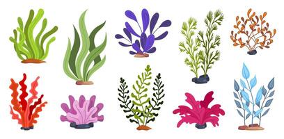 Collection of Colorful Seaweed and Algae Plants. vector