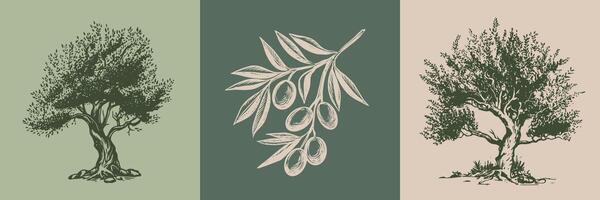 Olive tree and branch hand drawn illustrations, sketch. vector
