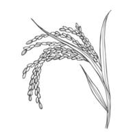 rice ear sketch. paddy rice isolated on white background vector