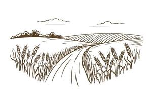 Countryside path with wheat fields and rolling horizon line drawing vector
