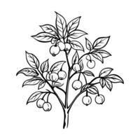 black and white botanical illustration of a tomato plant with ripe fruit on branches vector