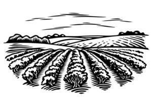 elegant vineyard landscape illustration depicting rows of grape vines in rustic countryside setting vector