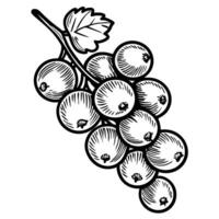 Black and white illustration of red currants cluster with leaf detail vector