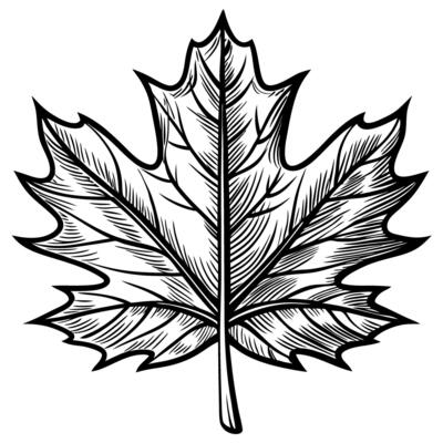intricate maple leaf design in black and white detailed botanical drawing of nature beauty