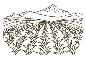 Vast agricultural field with mountains in the background, crops rows, rustic landscape illustration vector