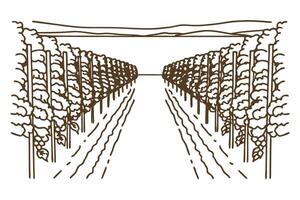 Illustration of vineyard rows with grape vines under clear sky vector
