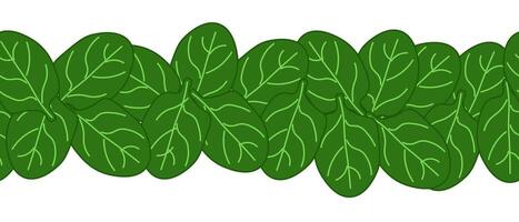 Green spinach leaves seamless horizontal border leafy vegetables frame, boxing, bordering. card template. flat illustration banners, print for fabric, labels, t-shirt printing. Eat green vector